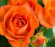 Image result for Garden Rose Orange