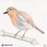 Image result for Drawing of a Bird On a Branch with a Colourful Background