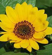 Image result for Free Flower Photography