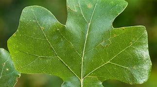 Image result for Post Oak Leaf Designs