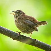 Image result for Bird Singing On Branch in Silhouette