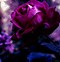 Image result for Purple Rose Flowers