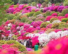 Image result for Brown Flowers in Japan