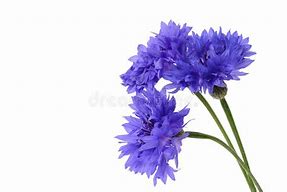 Image result for Blue Cornflower Bouquet