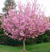 Image result for Potted Cherry Blossom Tree