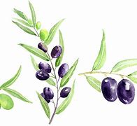 Image result for Watercolor Olive Branch Clip Art