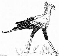 Image result for Secretary Bird Coloring Page