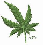 Image result for Pot Leaf Stencil Art