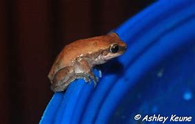 Image result for Red Tree Frog