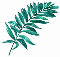 Image result for Botanical Leaf Illustration