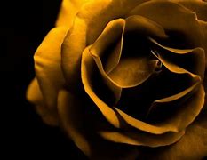 Image result for Black and Yellow and Green Background with Roses