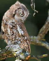 Image result for Eastern Screech Owl Talons