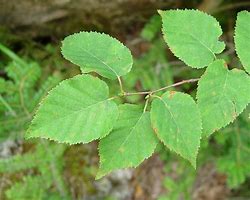 Image result for Birch Leaves for Tea