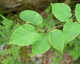 Image result for Birch Leaves Cut Out