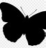 Image result for Butterfly Plain Background