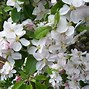 Image result for Apple Blossom Drawing