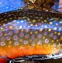 Image result for Fall Trout Fishing Wallpapers 4K