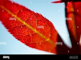 Image result for Red Maple Leaf Stickers