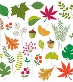 Image result for Organiv Leaves Vector Free