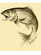 Image result for Trout Sketches