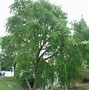 Image result for Quercus Lobata