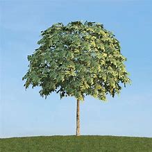 Image result for Round Shape Tree