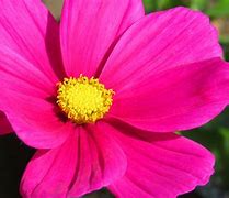 Image result for Bright Colored Flowers