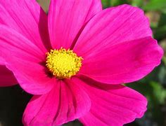 Image result for Bright Colored Flowers