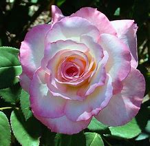 Image result for Secret Hybrid Tea Rose