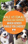 Image result for Cocker Spaniel and Australian Shepherd Mix