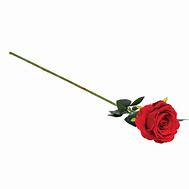 Image result for Single Stem Red Rose