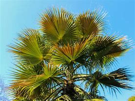 Image result for Palm Leaf Tree with Rough