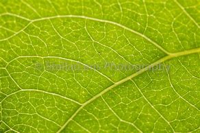 Image result for Leaf Wall Art Decor