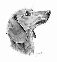 Image result for Dachshund Pencil Drawings