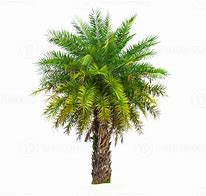 Image result for Palm Tree Wood Texture