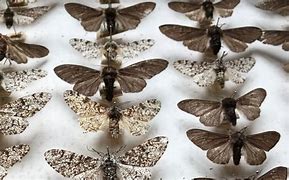 Image result for Peppered Moth Evolution Diagram