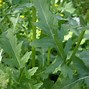 Image result for Invasive Wild Radish