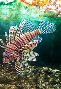 Image result for Venomous Fish Amphibians