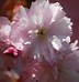 Image result for Kwanzan Flowering Cherry Tree