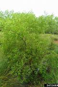 Image result for Black Willow Tree