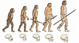 Image result for Evolution Human Homo Sapiens