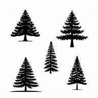 Image result for Shilote Tree Pine