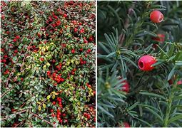 Image result for Evergreen Wintercreeper Shrub with Red Berries