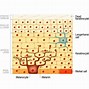 Image result for Human Skin Cell Diagram