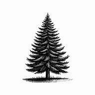 Image result for Shilote Tree Pine