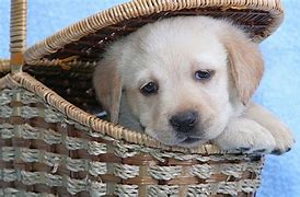 Image result for Cute Lab Puppy Coloring Pages