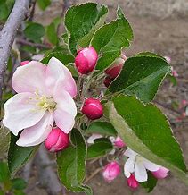 Image result for Apple Fruit Tree Bloom