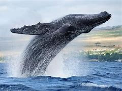 Image result for Blue Whale Breach Pic