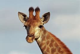 Image result for Female Angolian Giraffe