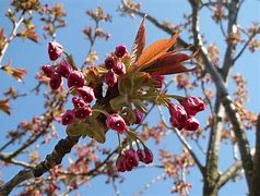 Image result for Prunus Blireana Leaf